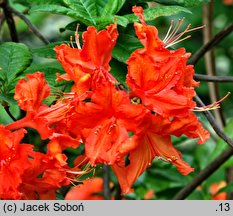 Rhododendron Balzac