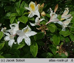 Rhododendron hort. Bridesmaid