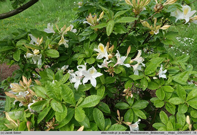 Rhododendron hort. Bridesmaid