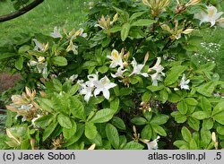 Rhododendron hort. Bridesmaid