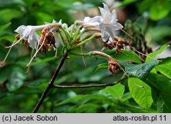 Rhododendron hort. Canon's Double