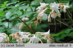 Rhododendron Canon's Double