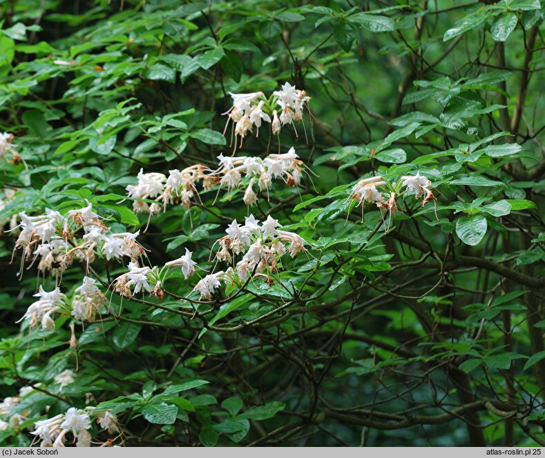 Rhododendron hort. Canon's Double