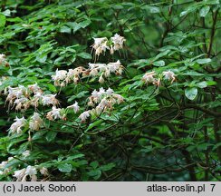 Rhododendron hort. Canon's Double