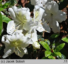 Rhododendron Charlotte de Rothschild