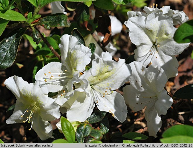 Rhododendron hort. Charlotte de Rothschild