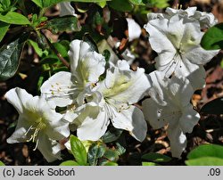 Rhododendron Charlotte de Rothschild