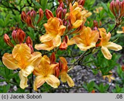 Rhododendron hort. Christopher Wren
