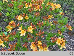 Rhododendron hort. Christopher Wren