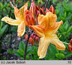 Rhododendron hort. Christopher Wren