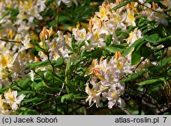 Rhododendron Chromatella