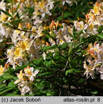 Rhododendron Chromatella