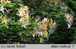 Rhododendron Chromatella