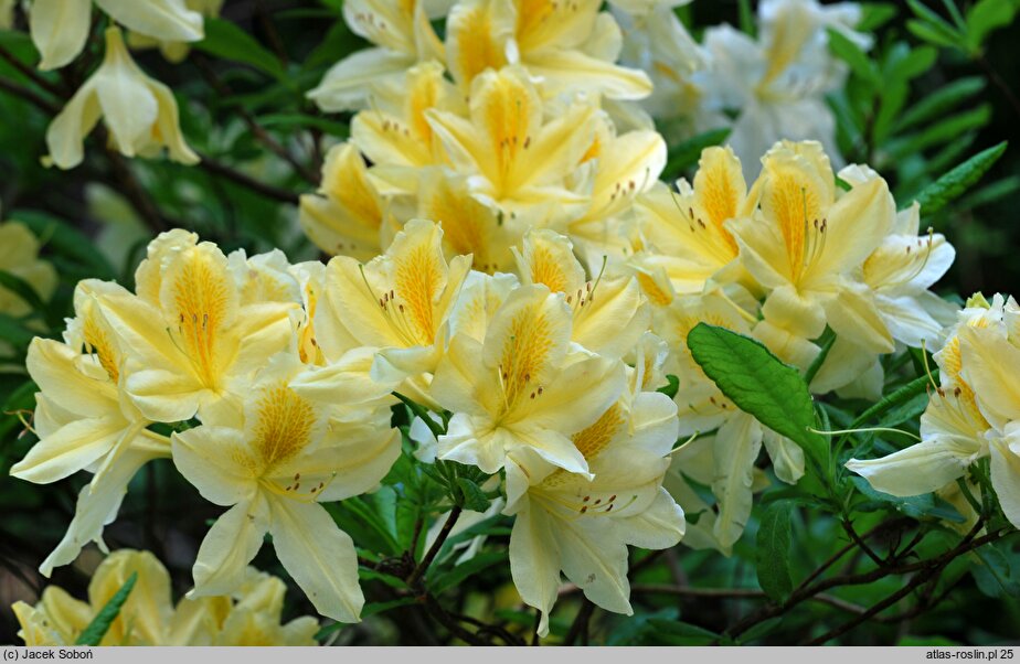 Rhododendron Comte de Quincey