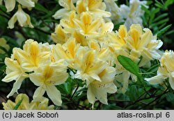 Rhododendron Comte de Quincey