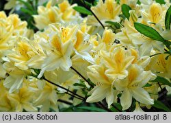 Rhododendron Comte de Quincey