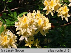 Rhododendron Comte de Quincey