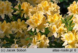 Rhododendron Comte de Quincey