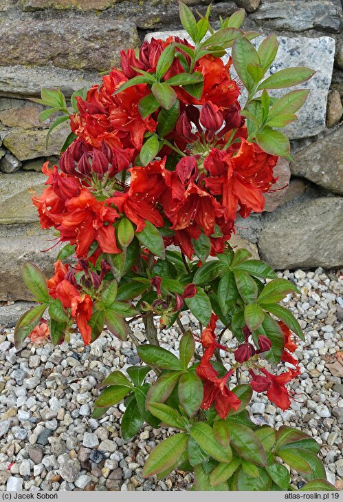Rhododendron hort. Doloroso