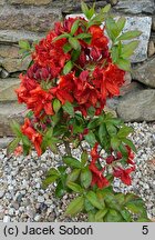 Rhododendron Doloroso