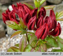 Rhododendron Doloroso