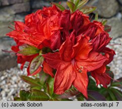 Rhododendron hort. Doloroso