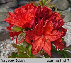 Rhododendron Doloroso