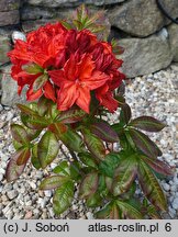 Rhododendron hort. Doloroso