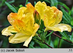Rhododendron hort. Dr. Reichenbach
