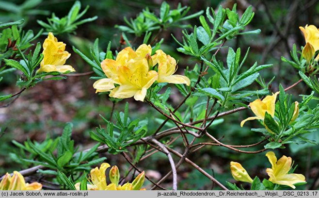 Rhododendron hort. Dr. Reichenbach