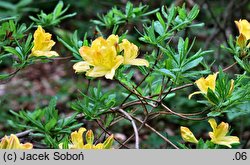 Rhododendron hort. Dr. Reichenbach