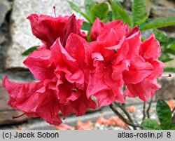 Rhododendron Fabiola