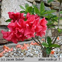 Rhododendron Fabiola