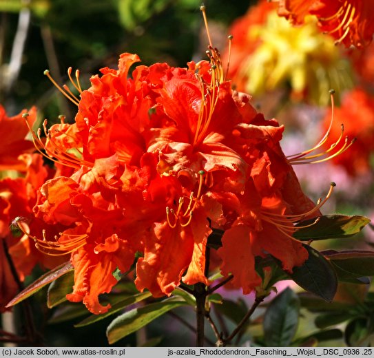 Rhododendron hort. Fasching