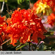 Rhododendron Fasching