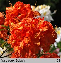 Rhododendron hort. Fasching
