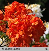 Rhododendron Fasching