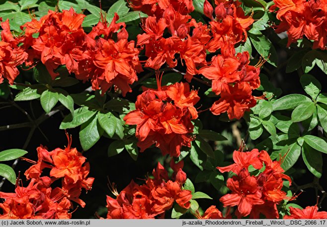 Rhododendron Fireball