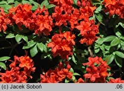 Rhododendron Fireball