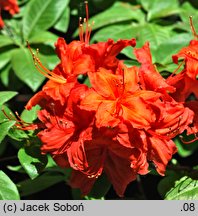 Rhododendron hort. Fireball