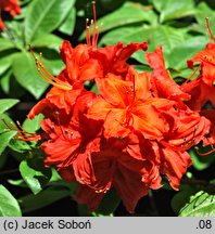 Rhododendron Fireball