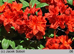 Rhododendron hort. Fireball
