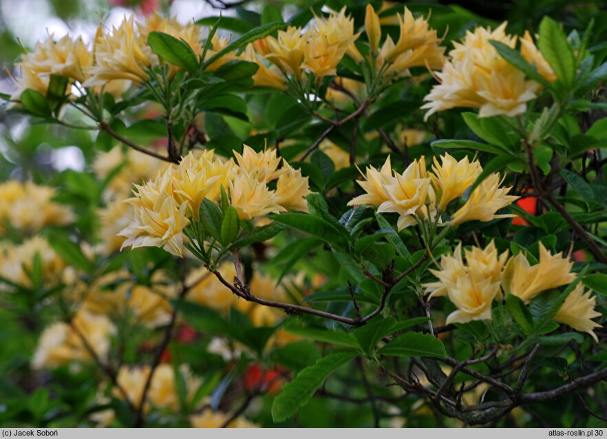 Rhododendron Freya