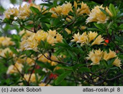 Rhododendron Freya