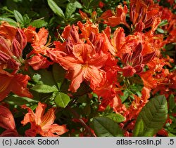 Rhododendron hort. Fridtjof Nansen