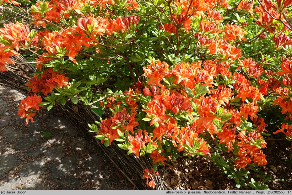 Rhododendron hort. Fridtjof Nansen