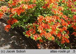 Rhododendron hort. Fridtjof Nansen