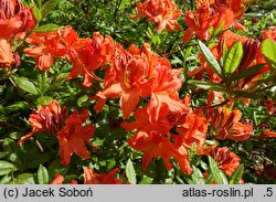 Rhododendron hort. Fridtjof Nansen