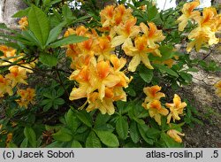 Rhododendron hort. Goldflamme