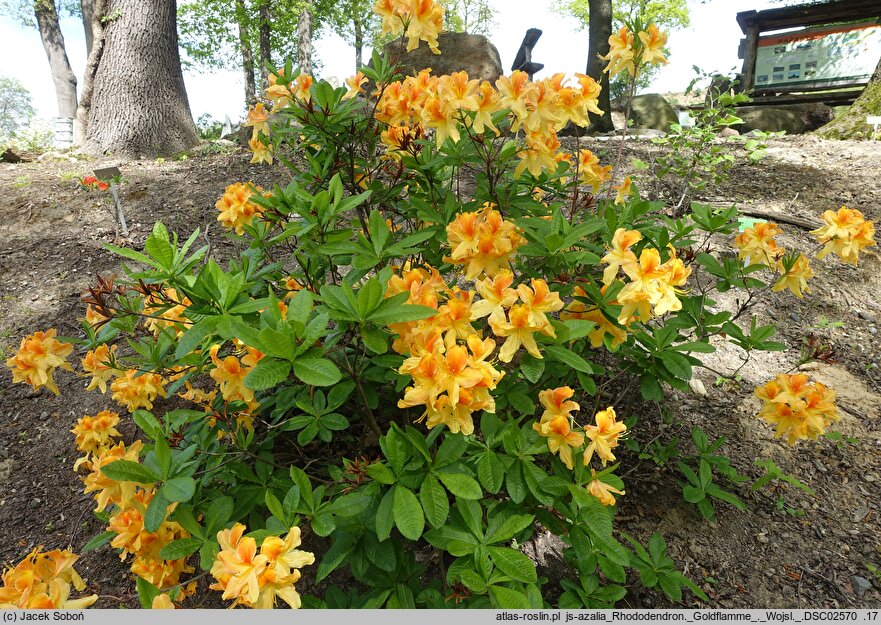 Rhododendron hort. Goldflamme